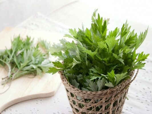 Xông ngải cứu - Lợi ích và cách sử dụng đúng cách