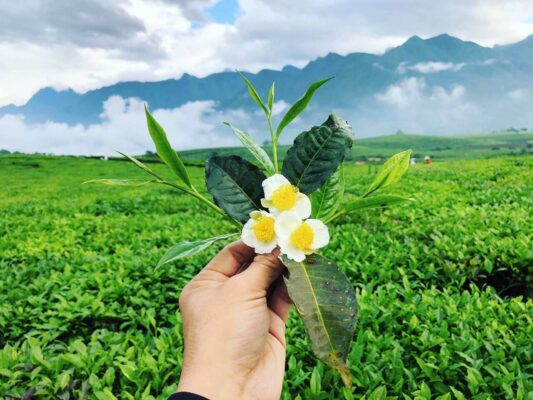 Đồi chè Tân Uyên là điểm đến hấp dẫn