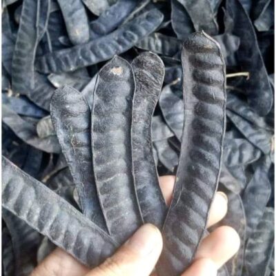 Quả Bồ kết gội đầu