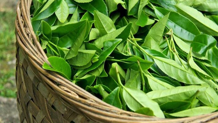 Tác dụng tuyệt vời khi uống chè xanh tươi