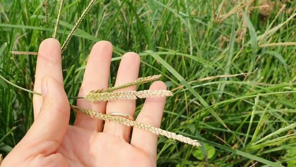 Cách gội đầu bằng cỏ Mần Trầu