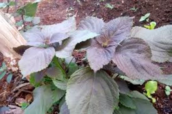 Cách sử dụng cây tía tô phát huy hiệu quả cao nhất