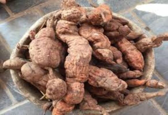 Chữa tóc thưa, tóc bạc sớm bằng Hà thủ ô Chữa tóc thưa, tóc bạc sớm bằng Hà thủ ô