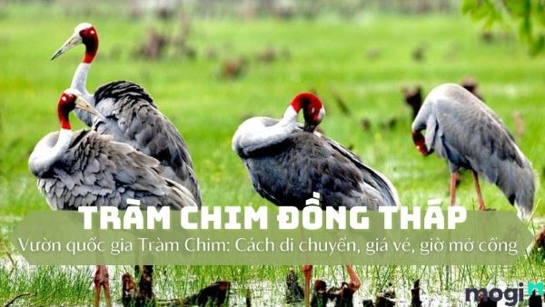 Cẩm nang du lịch Vườn Quốc gia Tràm Chim