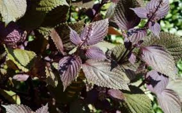 Cây Tía tô trị bệnh gì