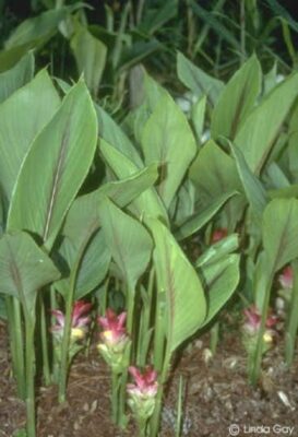 Cây nghệ vàng có lợi ích gì?