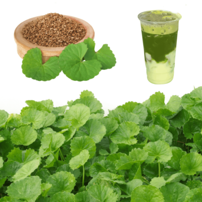 Cây rau má tía là gì?