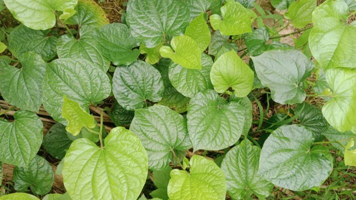 Tác dụng chữa bệnh của lá lốt