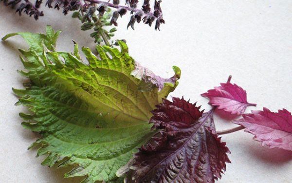 Công Dụng Cây Tía Tô