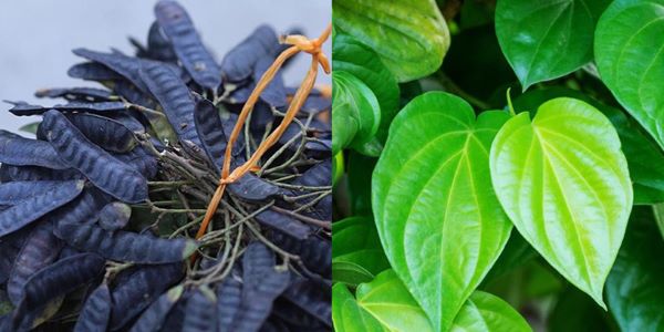 Công dụng của bồ kết với tóc