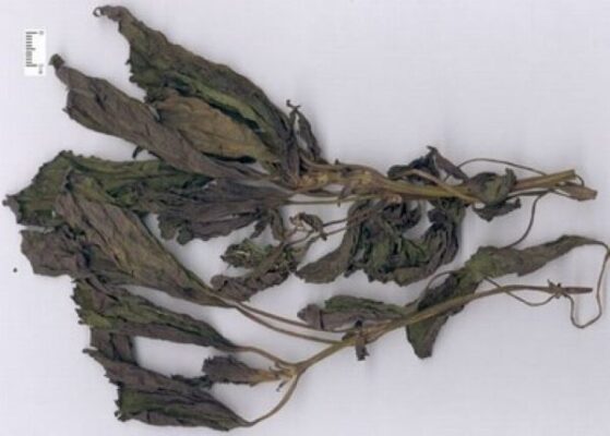 Công dụng của lá tía tô khô