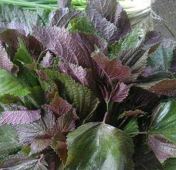 Công dụng của rau tía tô