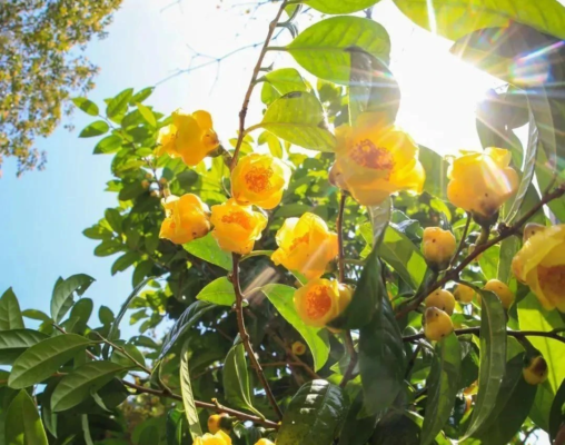 10 tác dụng kì diệu của lá trà hoa vàng