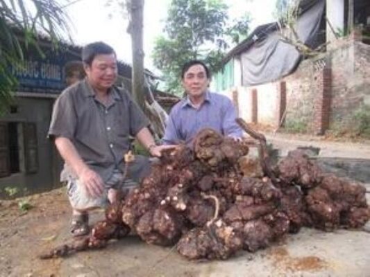 Cách sử dụng Hà thủ ô cho người rụng tóc nhiều