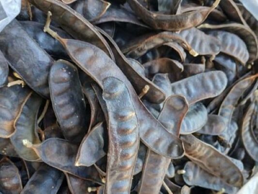 Hạt Bồ kết có tác dụng gì?