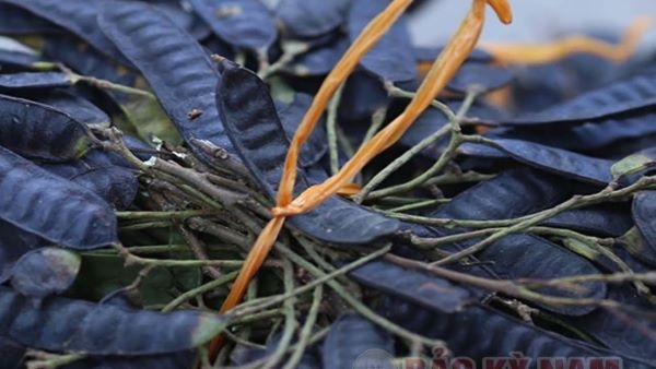 Hình ảnh quả bồ kết