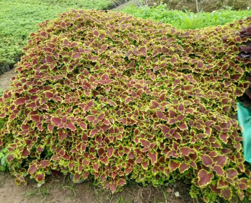 Hoa Tía tô cảnh và những lợi ích bất ngờ