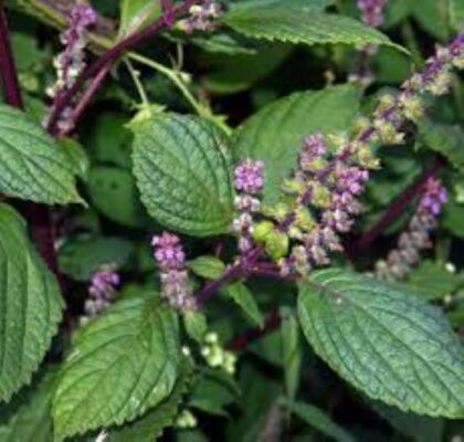 Lợi ích của cây tía tô