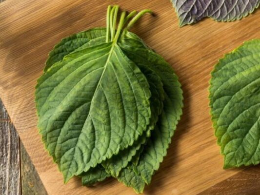 Lợi ích của tía tô đỏ với sức khỏe