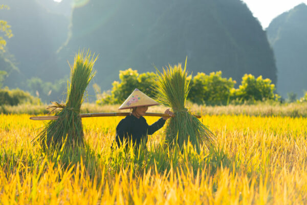 Mùa vàng ở Cao Bằng 4 điểm đến thú vị