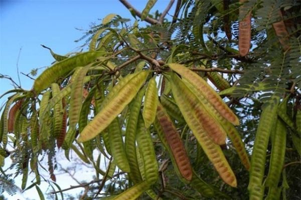 Quả Bồ kết có tác dụng gì?