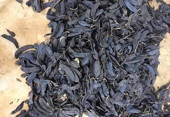 Quả bồ kết khô có tác dụng gì