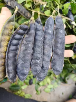 Cách nấu dầu gội bồ kết sả chanh