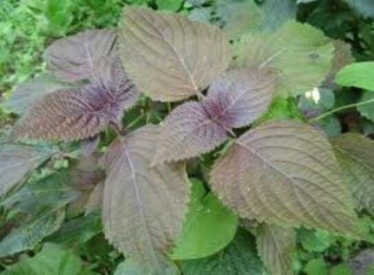 Tác Dụng Của Cây Tía Tô