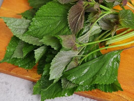 Tác dụng cây tía tô