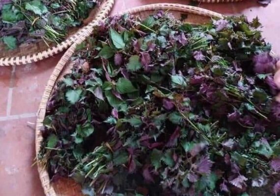 Tác dụng của cây tía tô phơi khô