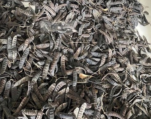 Quả Bồ kết khô có tác dụng gì? Quả Bồ kết khô có tác dụng gì?