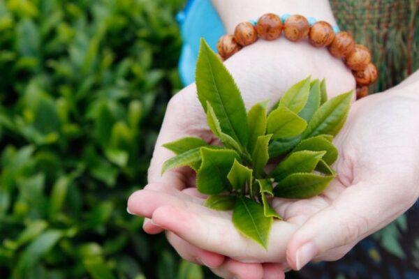 Chè xanh và lợi ích của nó đối với người cao huyết áp