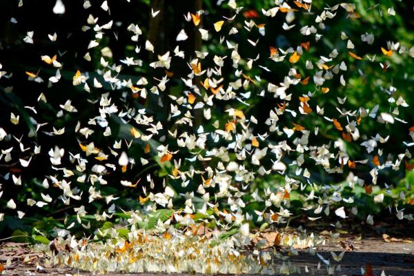 Thời điểm chiêm ngưỡng vẻ đẹp mùa bướm ở Vườn Quốc gia Cúc Phương