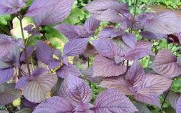 Thông tin chung về cây tía tô