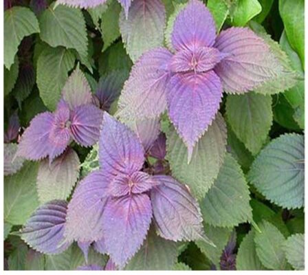 Tổng hợp thông tin chung về cây Tía tô