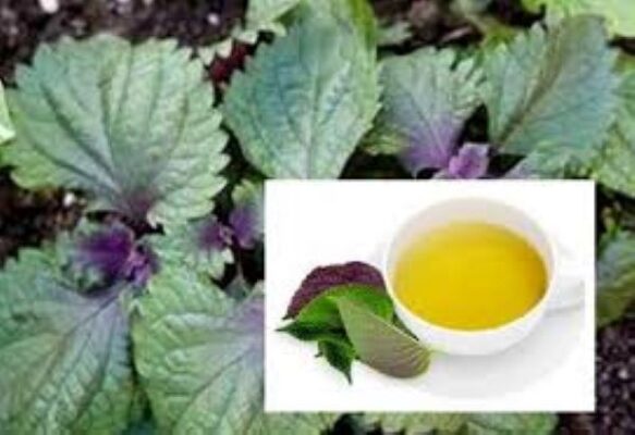 Người không nên uống trà tía tô