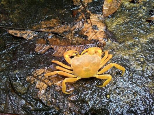 Vườn Quốc gia Xuân Sơn