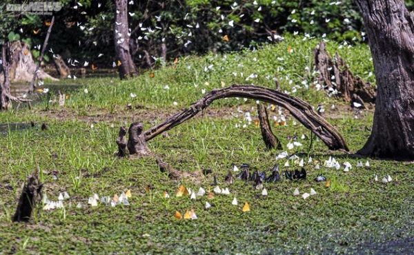 Vườn quốc gia Cúc Phương