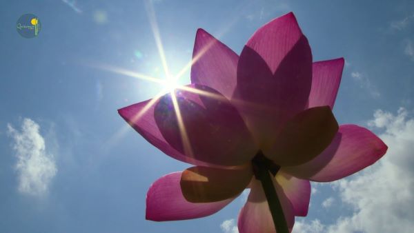 Vườn quốc gia Tràm Chim