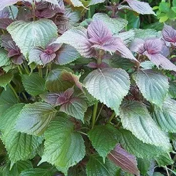 Công dụng cây tía tô