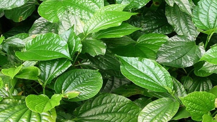 Bà bầu có nên ăn lá lốt không