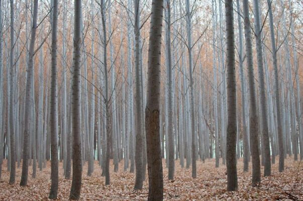 Những cung đường trekking săn mây trên đỉnh Mẫu Sơn