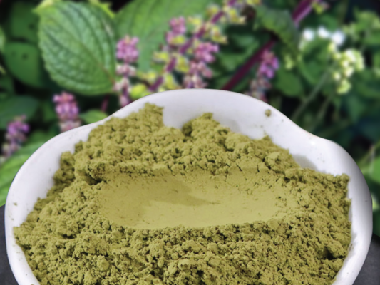 Vị thuốc trừ lạnh giải độc từ lá tía tô