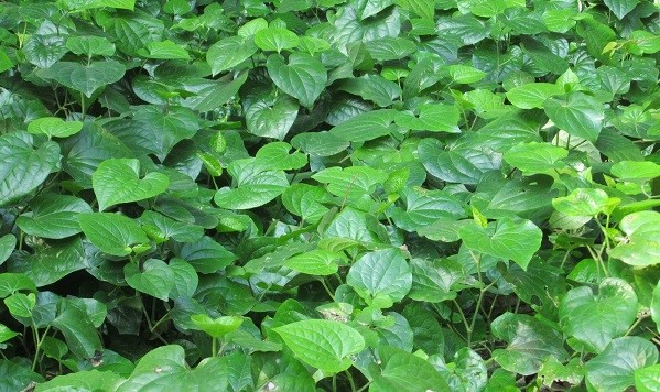 Lá lốt tươi - Vị thuốc đông y quý hiếm từ thiên nhiên