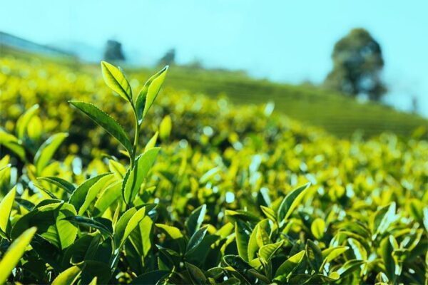 Các Thời Điểm Không Nên Uống Chè Xanh