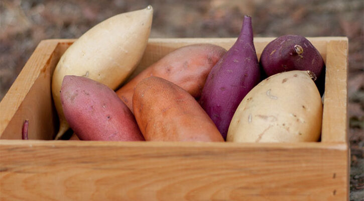 Ăn khoai lang nhiều có tốt không?