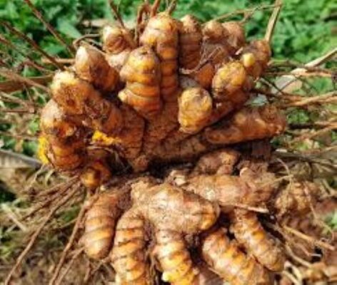 Củ nghệ vàng trị bệnh gì?