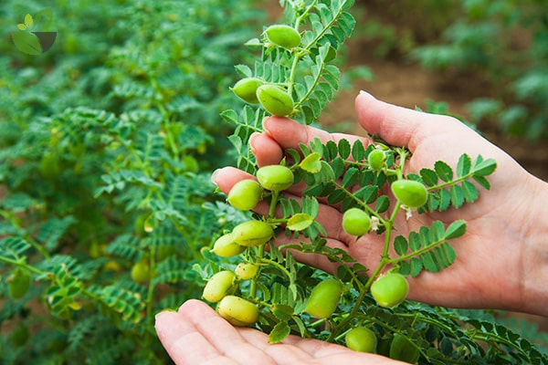 Ai không ăn đậu gà?