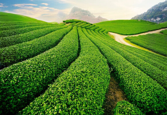 Đồi chè Tân Uyên điểm săn ảnh đẹp cho bạn