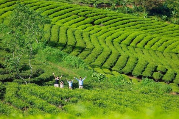 Lễ hội trà Tân Uyên có gì đặc sắc